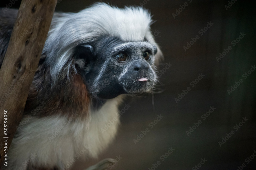 this is a close up of a cotton top tamarin monkey