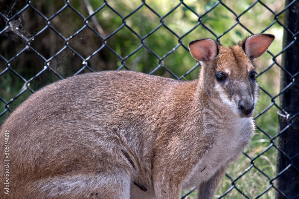 Fototapeta premium this is a close up of an agile wallaby