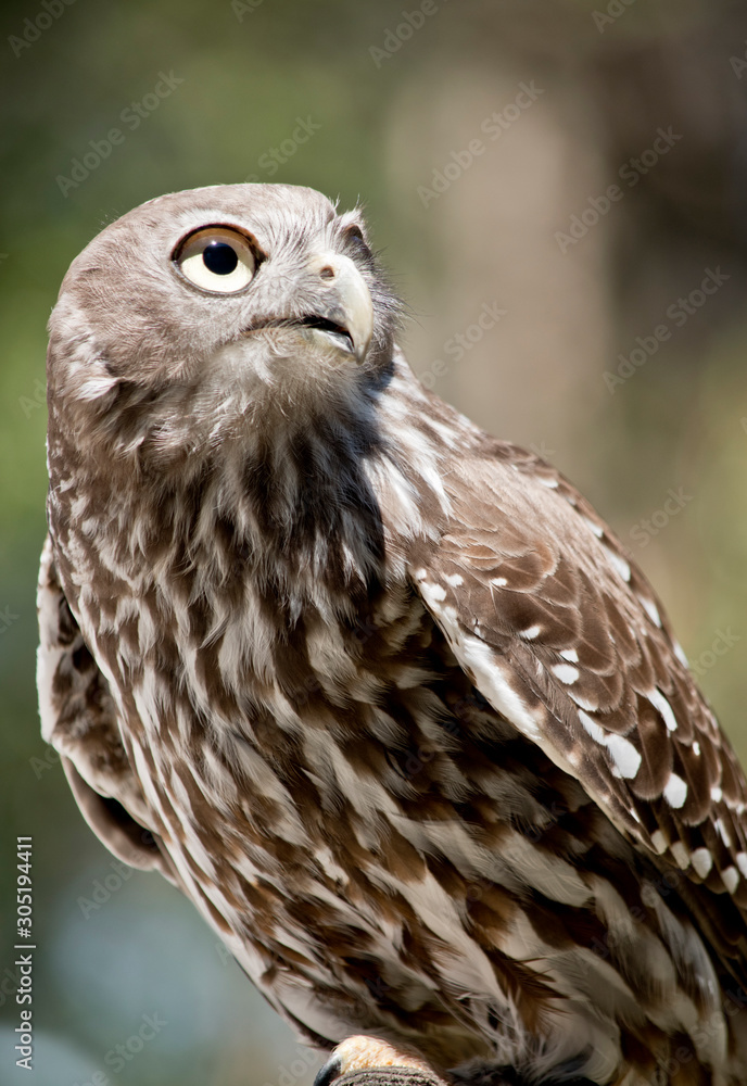 this is a close up of a barking owl this is a close up of a barking owl