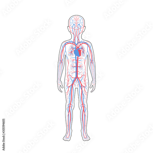 circulatory system anatomy