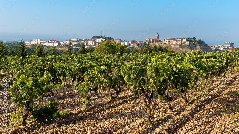 Vineyards in summer with Haro village as background, La Rioja, Spain	