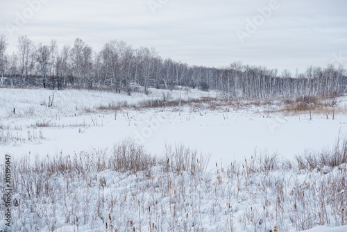 Snow field First snow. Trees under the snow. Frosty morning. © Sergey_Siberia88
