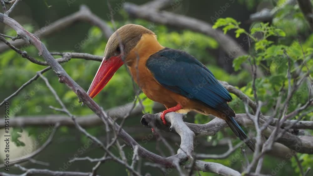 Stork-billed Kingfisher (Pelargopsis capensis) - tree kingfisher distributed in the tropical Indian subcontinent and Southeast Asia, from India to Indonesia - Singapore, Malaysia. Stork-billed Kingfisher (Pelargopsis capensis) - tree kingfisher distributed in the tropical Indian subcontinent and Southeast Asia, from India to Indonesia - Singapore, Malaysia.