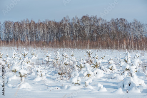 Little spruce trees under the snow. Snow fell on the Christmas tree. Frosty morning. Winter has come photo