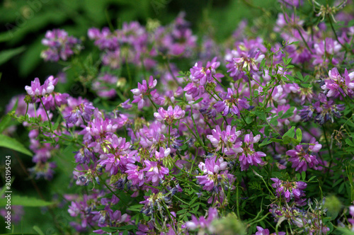 flowers in the garden