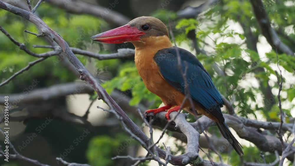 Stork-billed Kingfisher (Pelargopsis capensis) - tree kingfisher distributed in the tropical Indian subcontinent and Southeast Asia, from India to Indonesia - Singapore, Malaysia. Stork-billed Kingfisher (Pelargopsis capensis) - tree kingfisher distributed in the tropical Indian subcontinent and Southeast Asia, from India to Indonesia - Singapore, Malaysia.