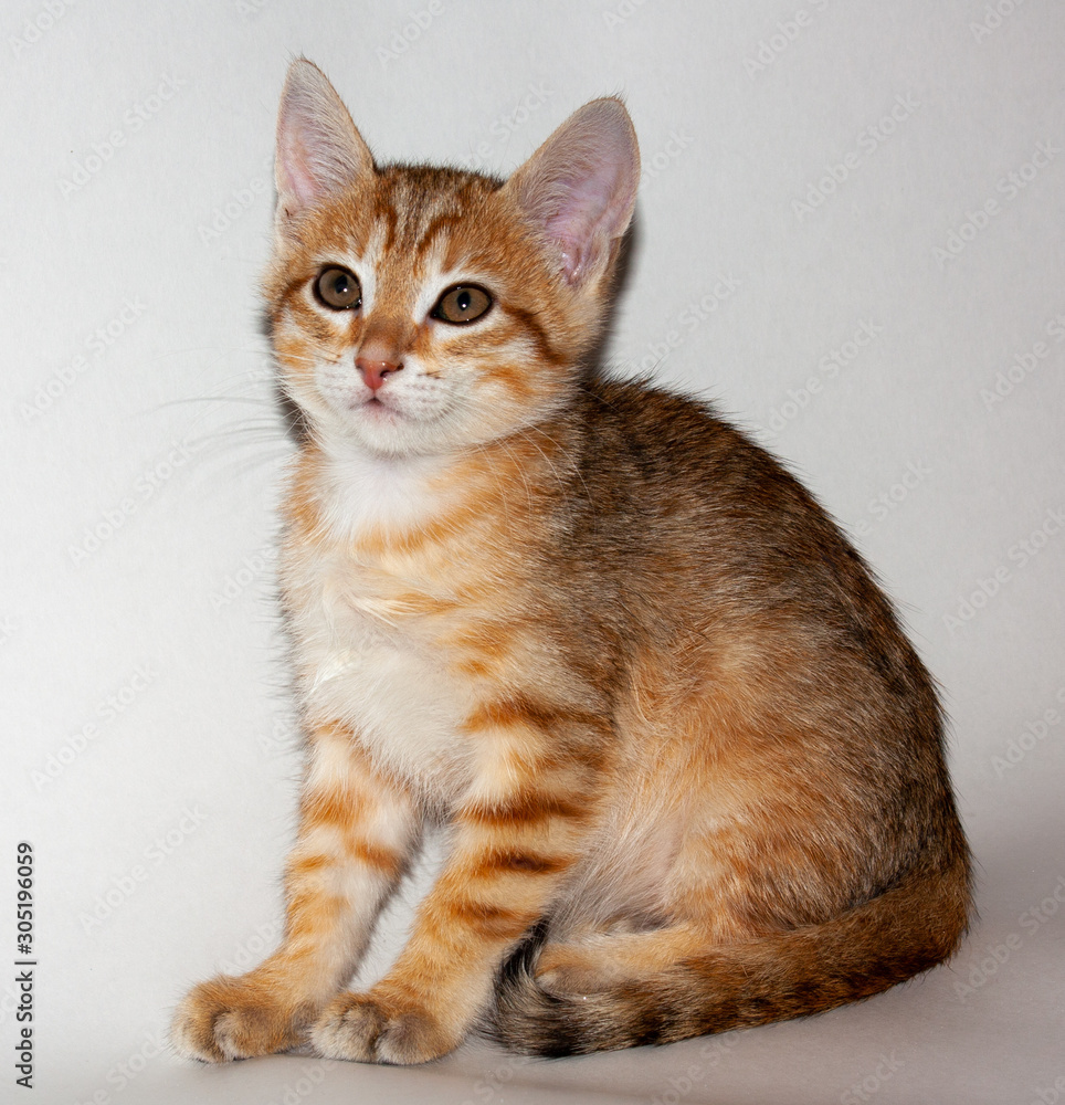 Fototapeta premium Cute auburn kitten on white background