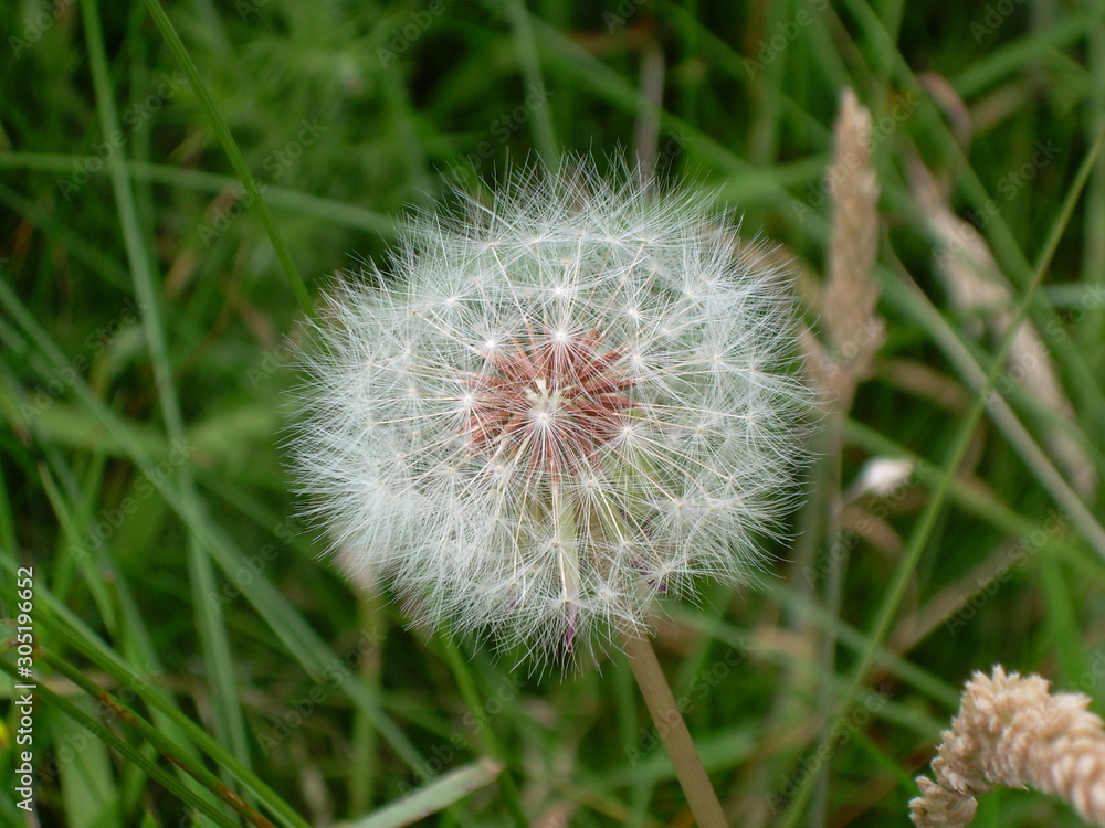 Obraz premium Dandelion petals ready to float in the air on a green background.
