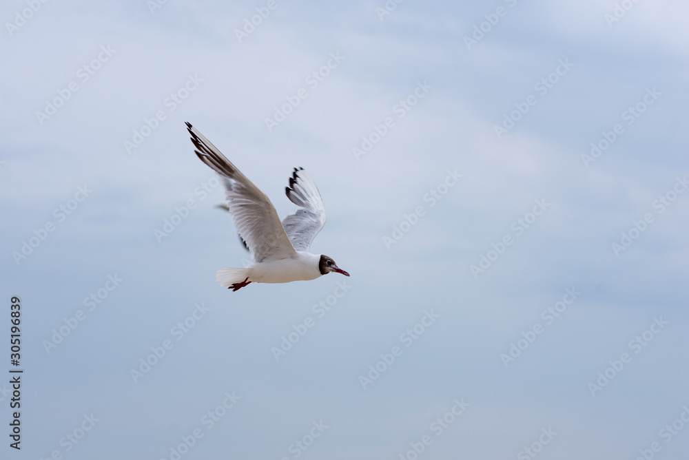 Seagull soaring in the deep blue sky. Closeup photo. Seagull soaring in the deep blue sky. Closeup photo.