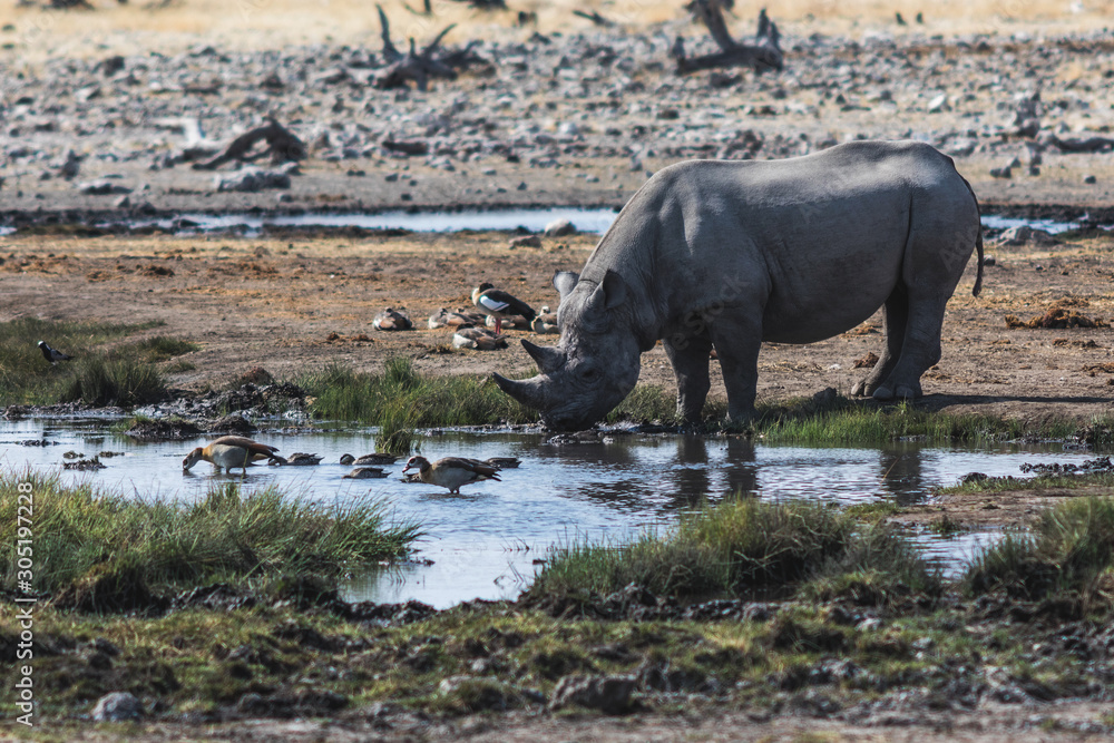 Nashorn im Etoscha Nationalpark, Namibia Stock Photo | Adobe Stock