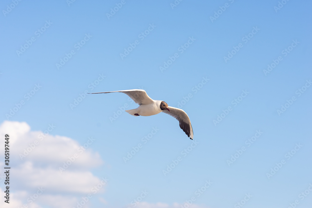 Obraz premium Seagull soaring in the deep blue sky. Closeup photo. 