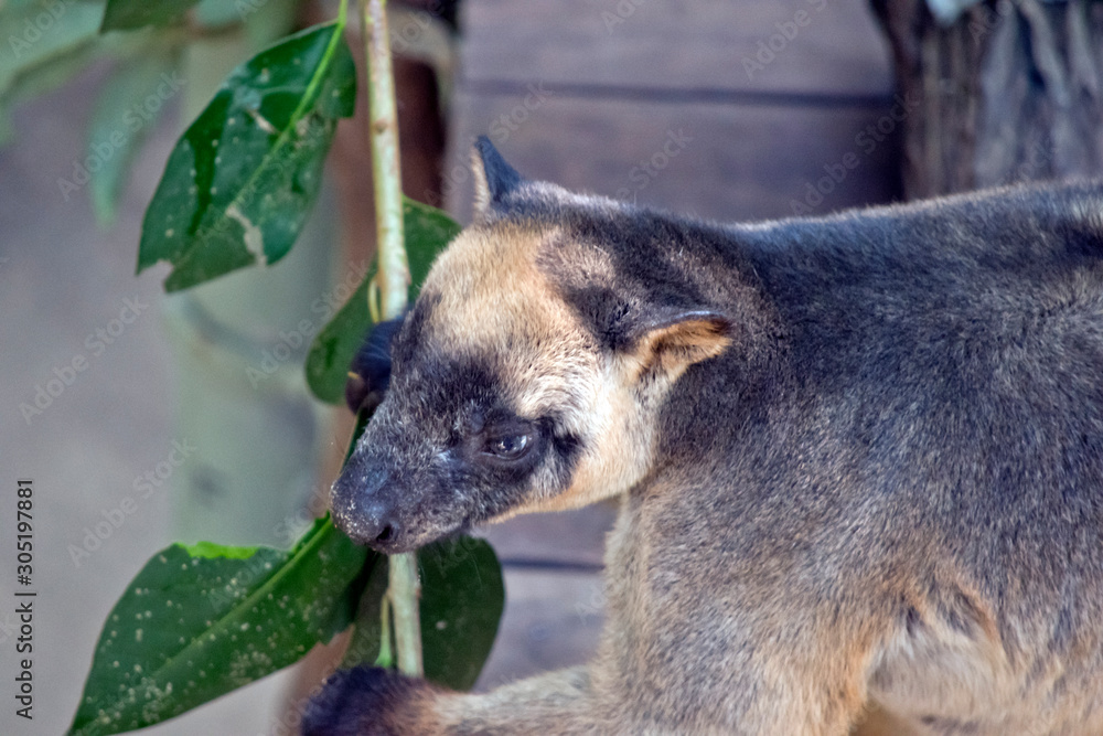 Obraz premium the Lumholtz Tree kangaroo is holding on to leaves