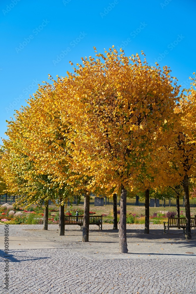 Linden mit gelber Herbstfärbung in einem Park in Magdeburg