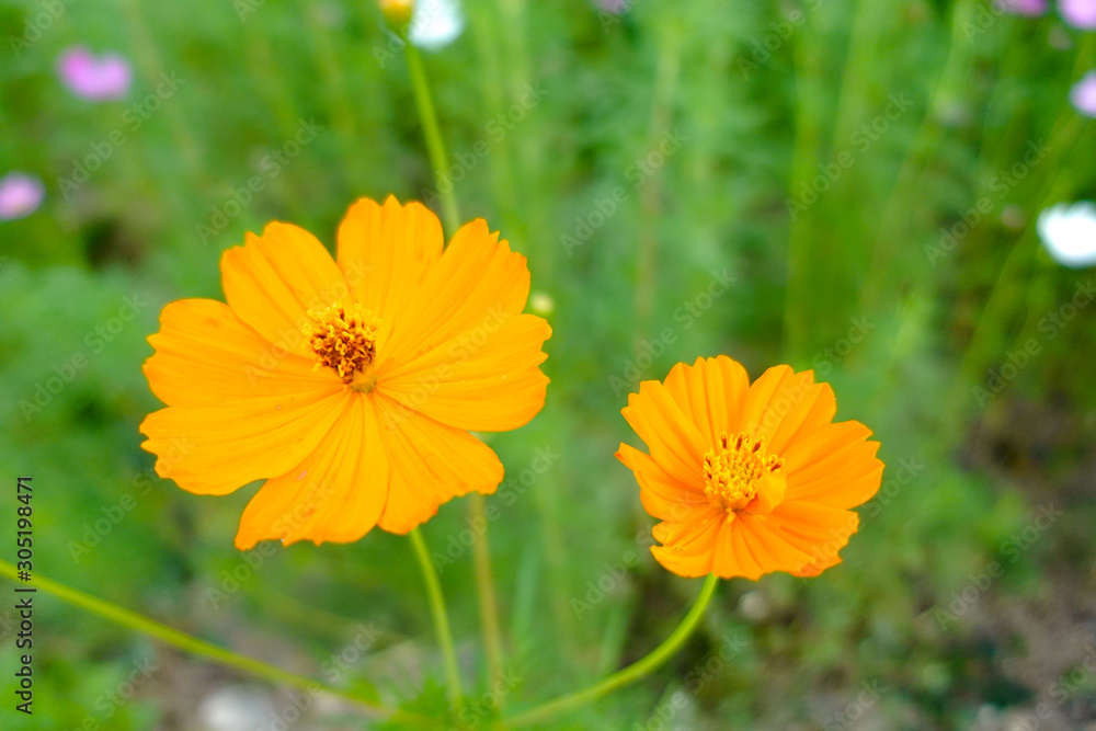 Yellow cosmos flower in the garden Yellow cosmos flower in the garden