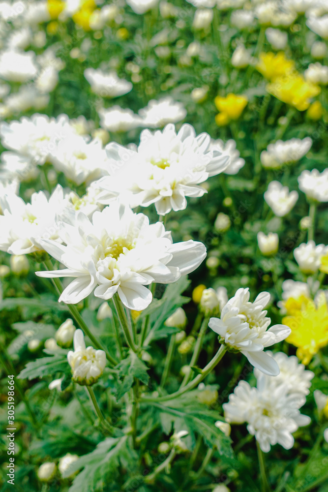 White Chrysanthemum flowers in the garden