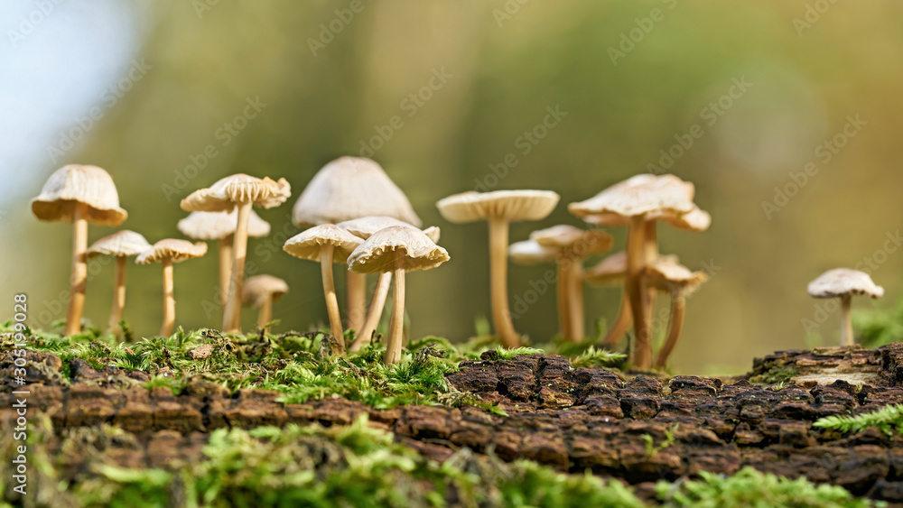 Rosablättriger Helmling (Mycena galericulata) auf einem toten Baumstamm im Wald Rosablättriger Helmling (Mycena galericulata) auf einem toten Baumstamm im Wald