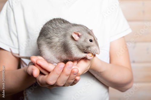 Gray hand rat Dumbo in the hands of a child. Pet, close-up. Year of the Rat 2020.