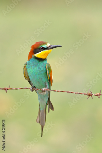 European bee-eater (Merops apiaster) perched on a barbed wire
