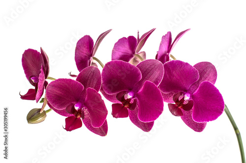 orchid flowers isolated on white background. 