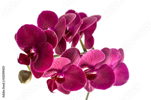 orchid flowers isolated on white background. 