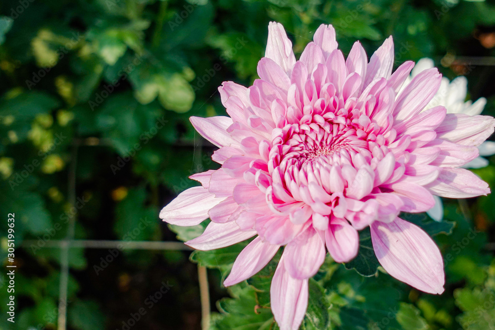 Fototapeta premium Beautiful Pink chrysanthemum flowers in the garden