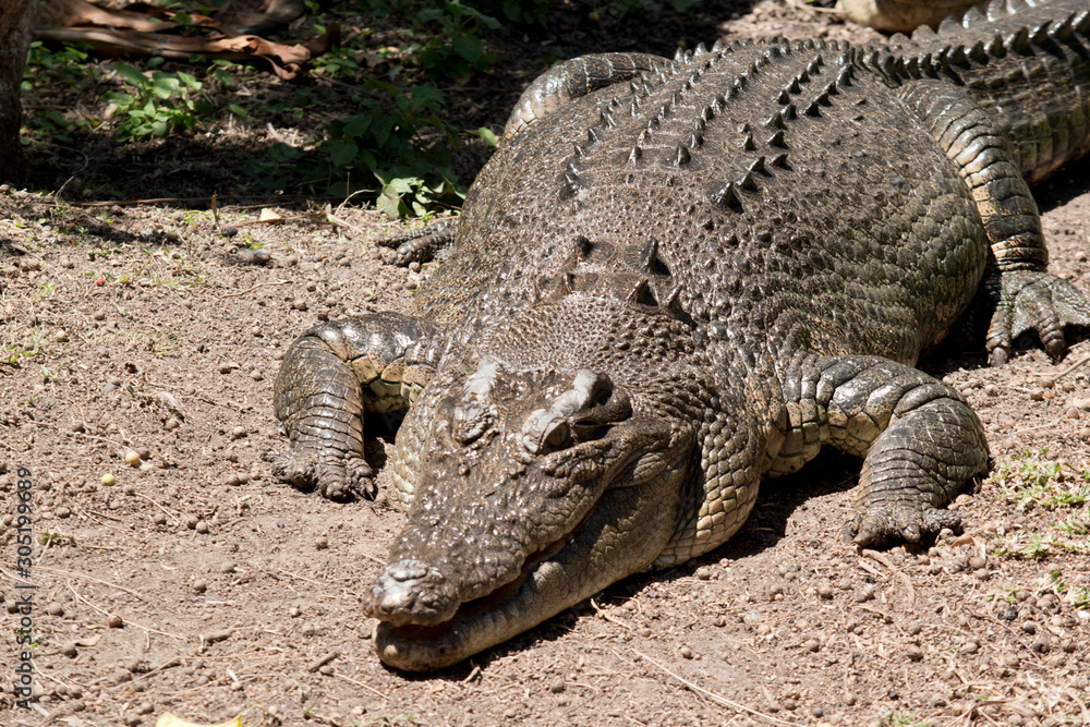 Fototapeta premium this is a close up of a salt water crocodile