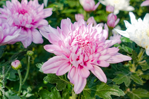 Beautiful Pink chrysanthemum flowers in the garden