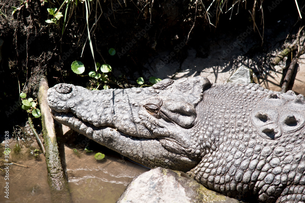 Fototapeta premium this is a close up of a salt water crocodile