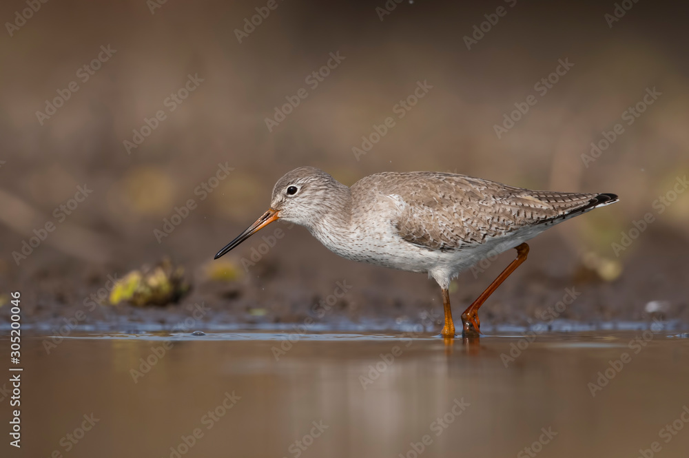 Common redshank (Tringa totanus) feeding Common redshank (Tringa totanus) feeding
