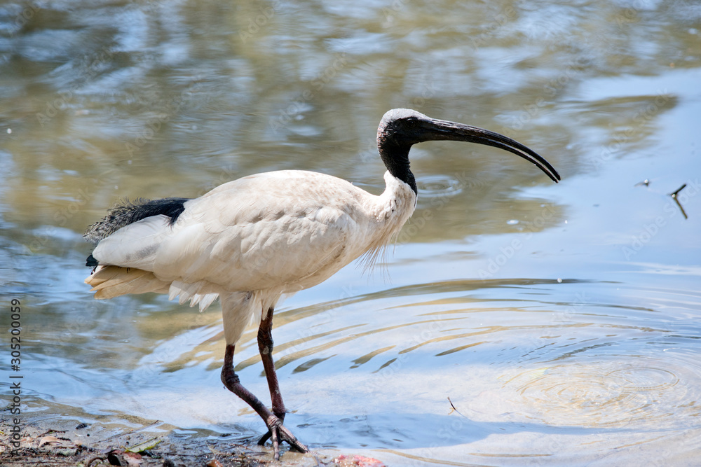 Obraz premium this is a side view of a white ibis