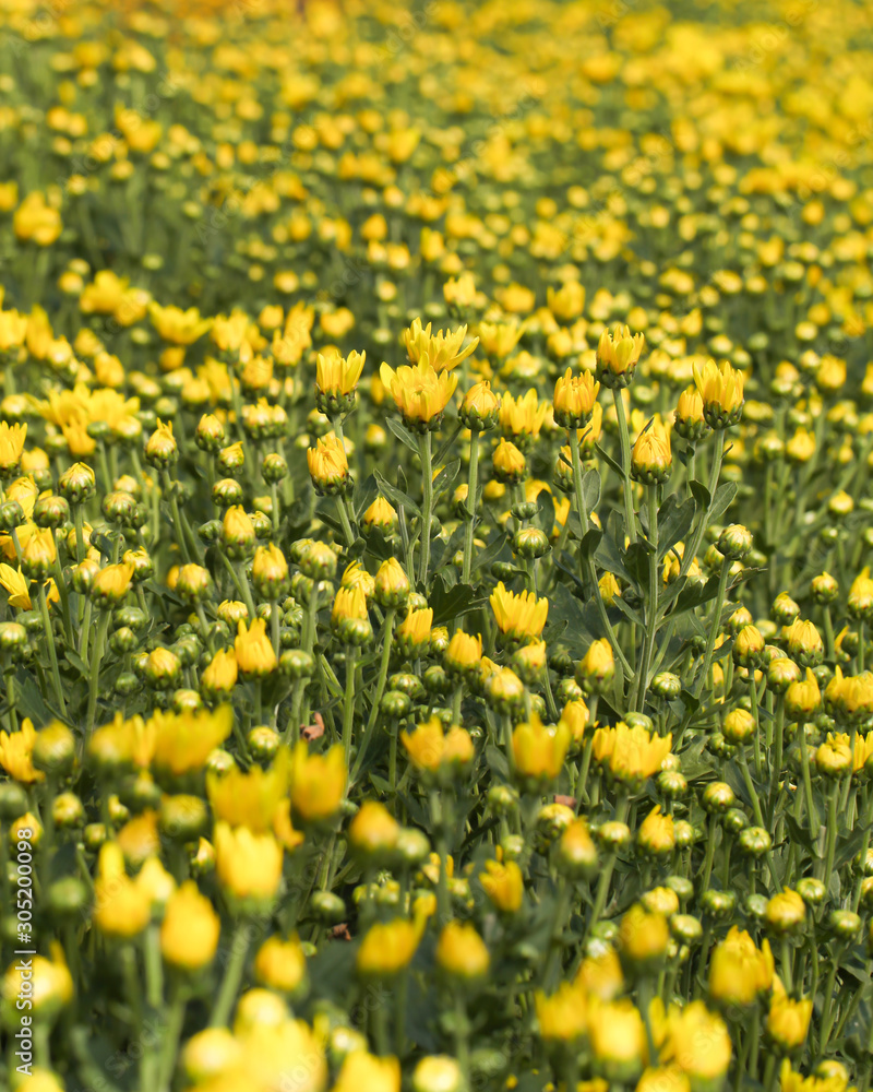 Beautiful blooming yellow chrysanthemum flower in garden Beautiful blooming yellow chrysanthemum flower in garden
