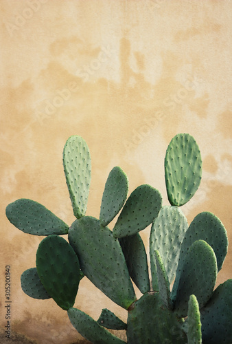 Prickly Pear Cactus in front of beige wall
