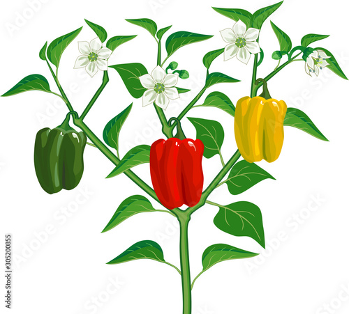 Pepper plant with green leaf and fruits isolated on white background