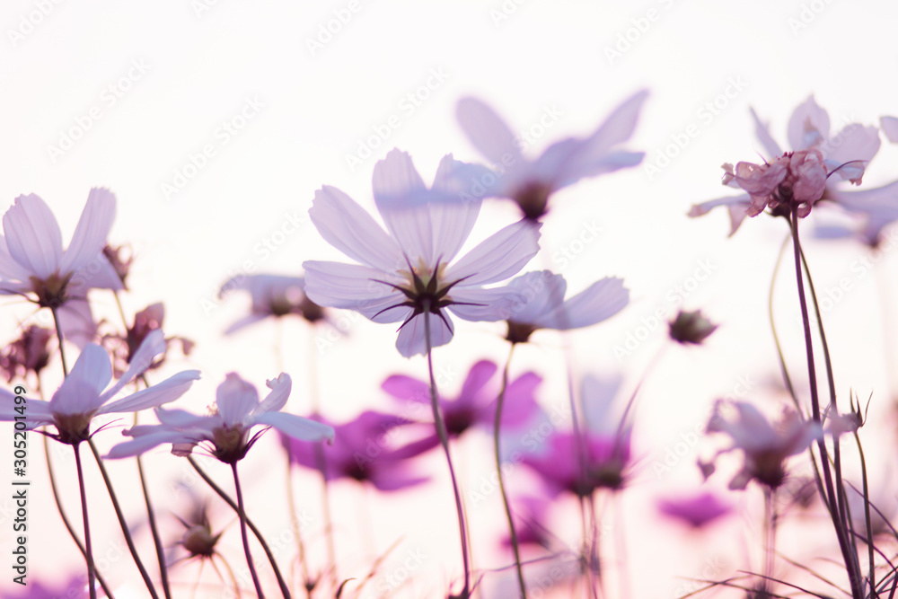 Fototapeta premium The view of the brightly colored flowers on a nice day And the sun is falling
