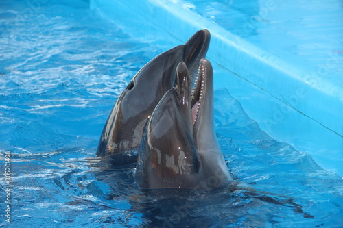 two dolphins in the pool