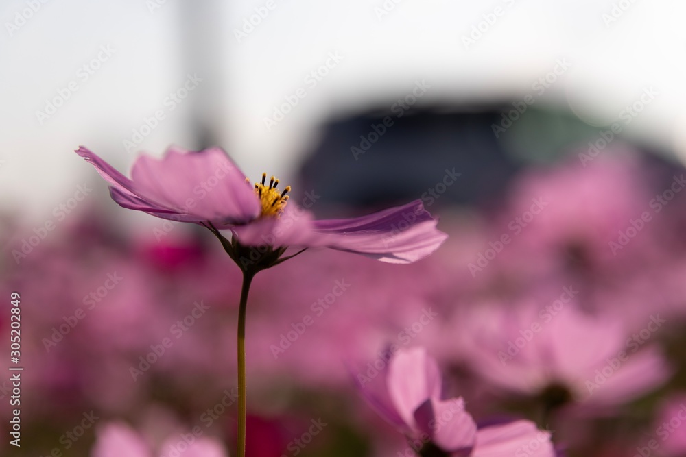 Fototapeta premium bee on flower