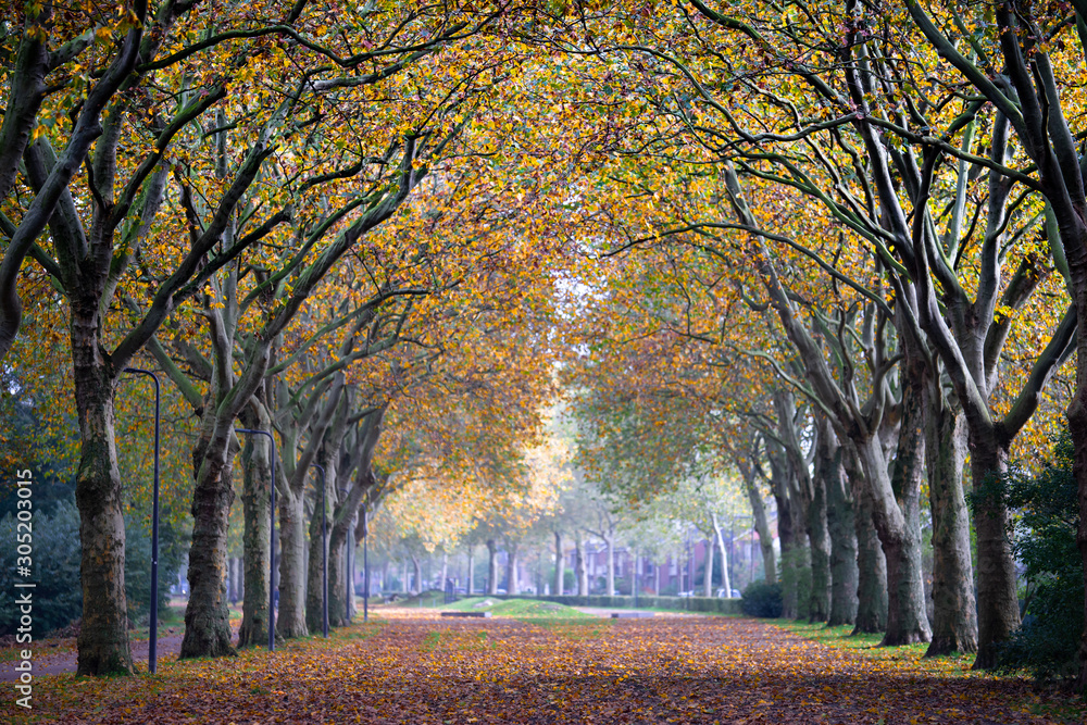 Naklejka premium An empty deserted road covered with fallen leafs alongside rows of trees during autumn fall season