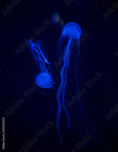 Beautiful jellyfish or medusa in the neon light in aquarium in new opened Prague medusarium, Czech Republic