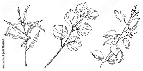 Vector Eucalyptus tree leaves. Black and white engraved ink art. Isolated eucalyptus illustration element. © yanushkov
