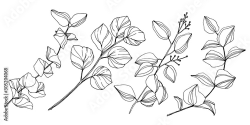 Vector Eucalyptus tree leaves. Black and white engraved ink art. Isolated eucalyptus illustration element.