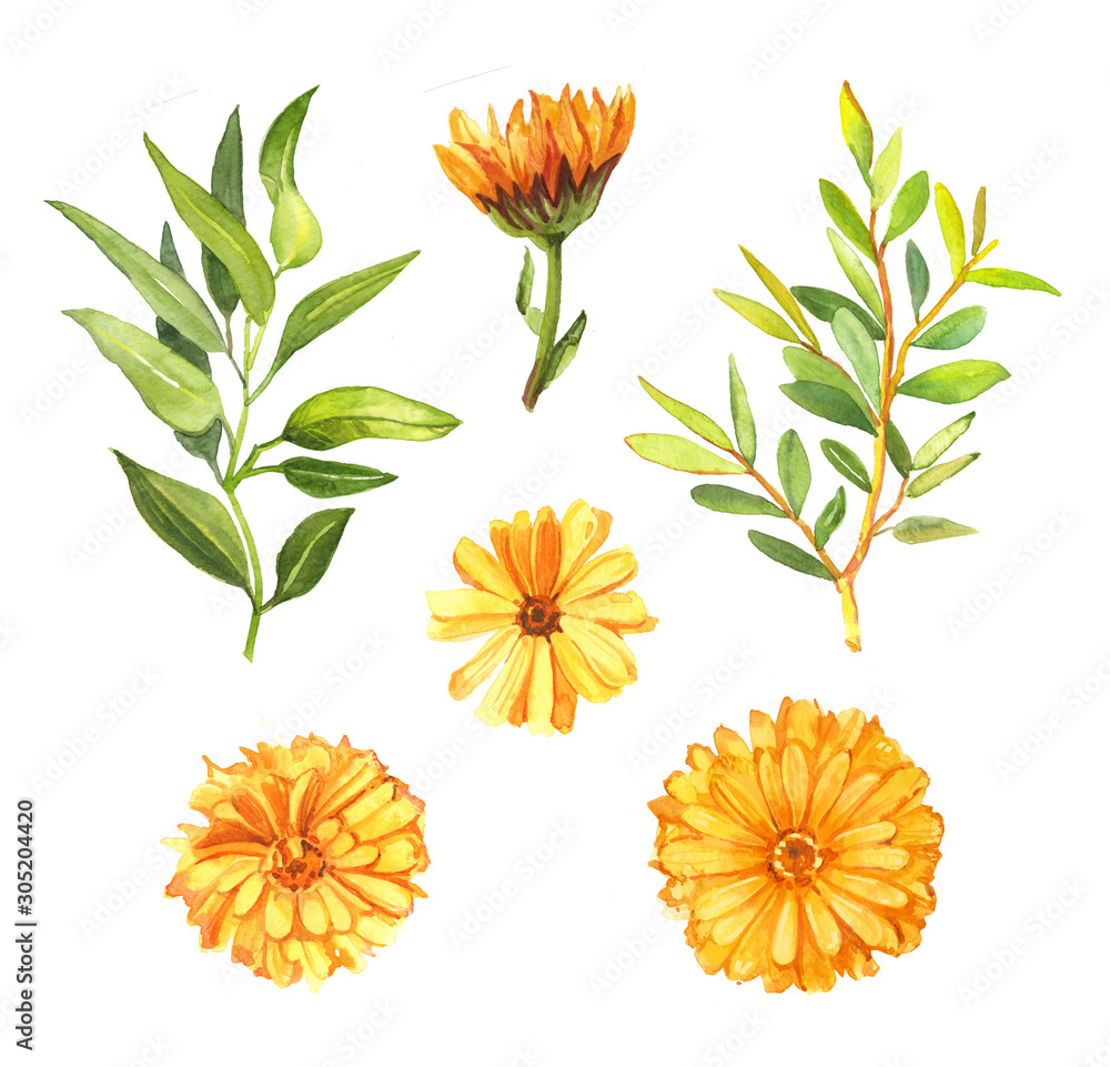 Watercolor hand drawn orange calendula flower and tea tree leaves and ranches botanical illustration set isolated on white background