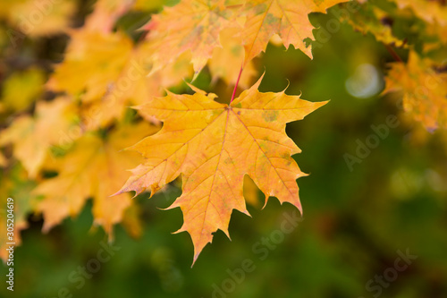 Colored maple leaves. Close in shot. Indian summer.