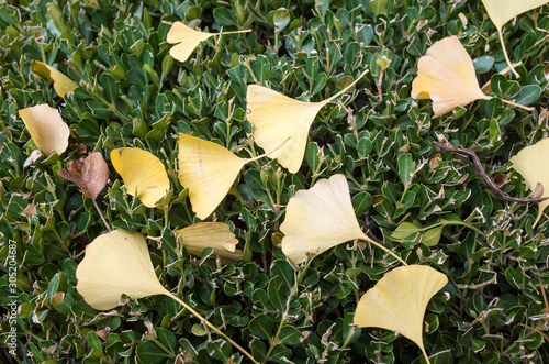 GinkGinkgo biloba leaves of autumn