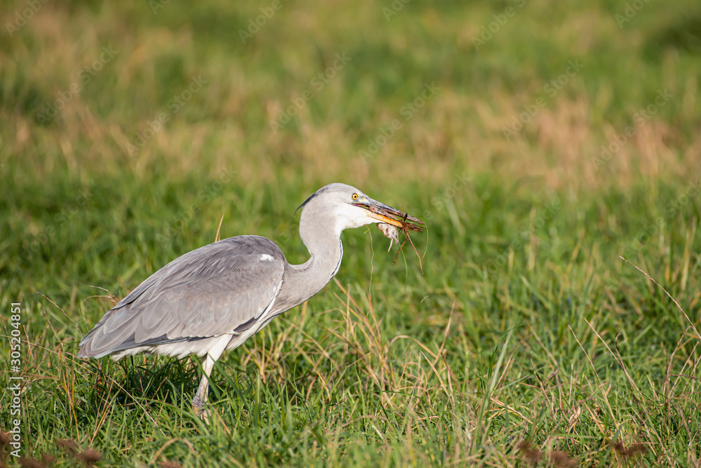 heron with mouse