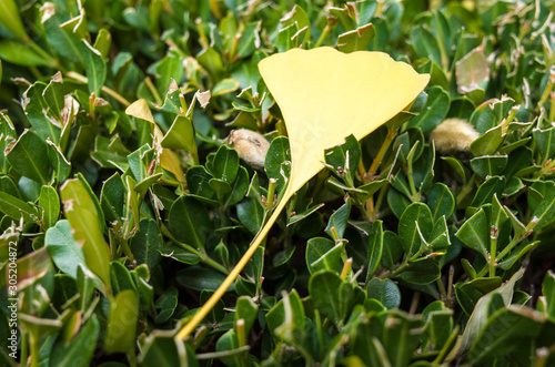 Ginkgo biloba leaves of autumn