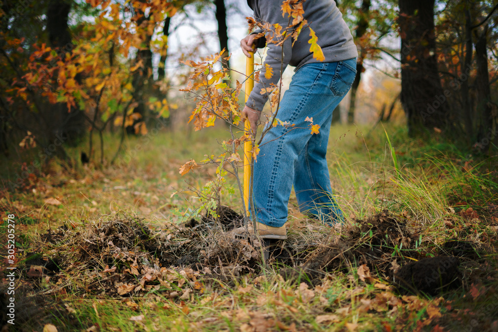 man in the forest dig out the young tree sprout with a shovel man in the forest dig out the young tree sprout with a shovel