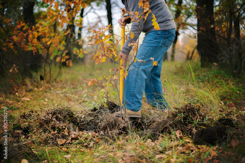 man in the forest dig out the young tree sprout with a shovel