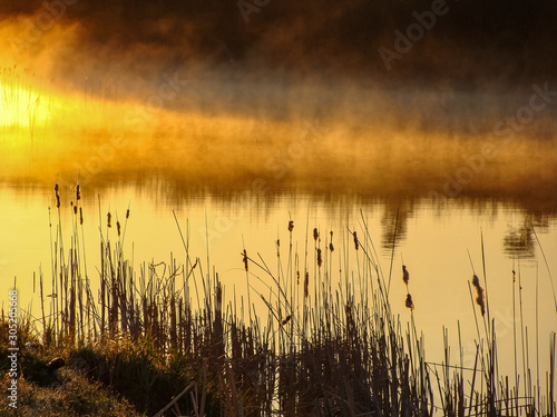 Sunrise landscape at the water, trees reflection in the lake on foggy morning, early morning reeds mist fog and water surface on the lake        © ANDA