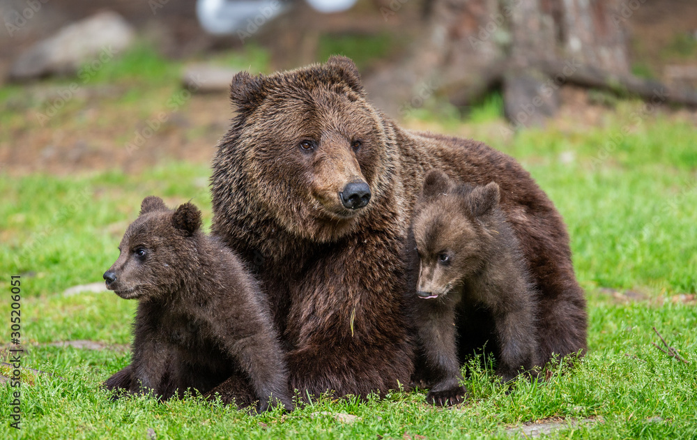 Fototapeta premium She-bear with cubs in a forest glade. White Nights. Summer. Finland.