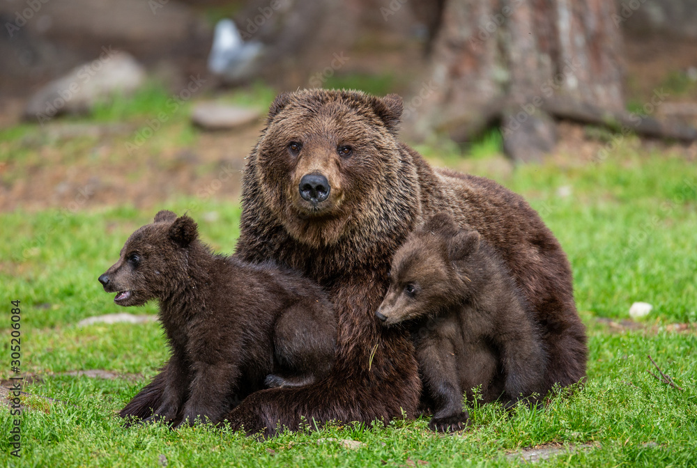 Fototapeta premium She-bear with cubs in a forest glade. White Nights. Summer. Finland.